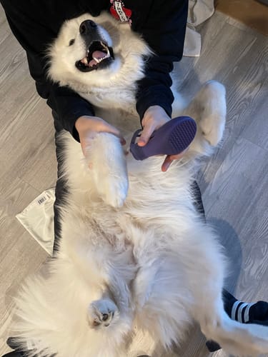 Customer photo review of WagWellies® by wagwear