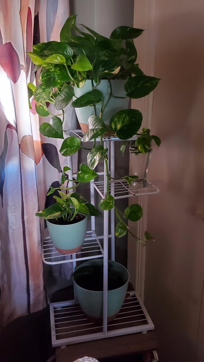 Customer photo review of Plant Stand Metal 6 Tier 7 Potted Multiple Flower Pot Holder Shelf Indoor Outdoor Planter Display Shelving Unit For Patio Garden Corner