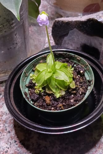 Customer photo review of Carnivorous Pinguicula primuliflora "Butterwort"