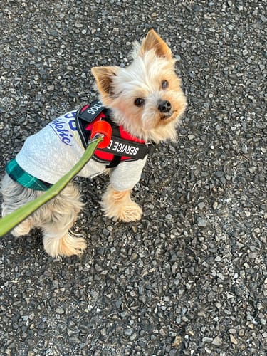 Customer photo review of FunFunPet 高機能ハーネス（お名前タグ作成サービス付き）