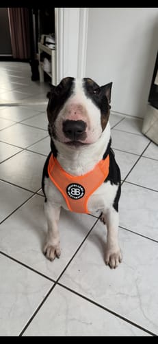 Customer photo review of Active Harness | With Handle & Reflective - Orange