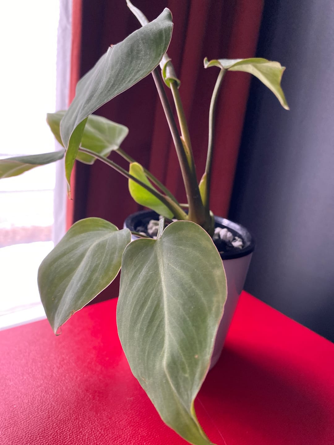 Customer photo review of Philodendron gloriosum