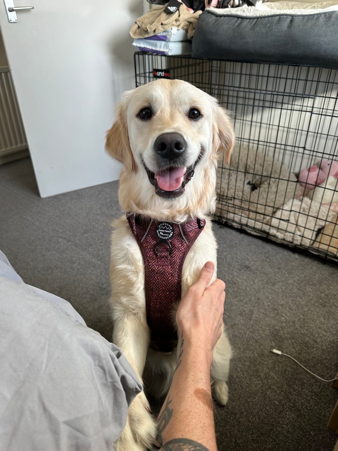 Customer photo review of Tough Trails™ Harness - Country Burgundy