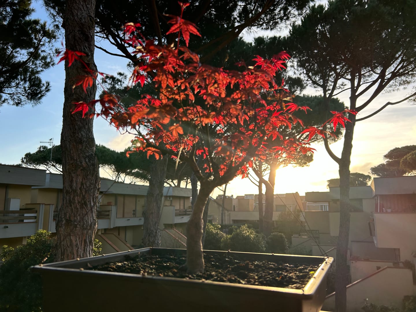 Customer photo review of KRIPTON CB® (Probiotico professionale per bonsai)