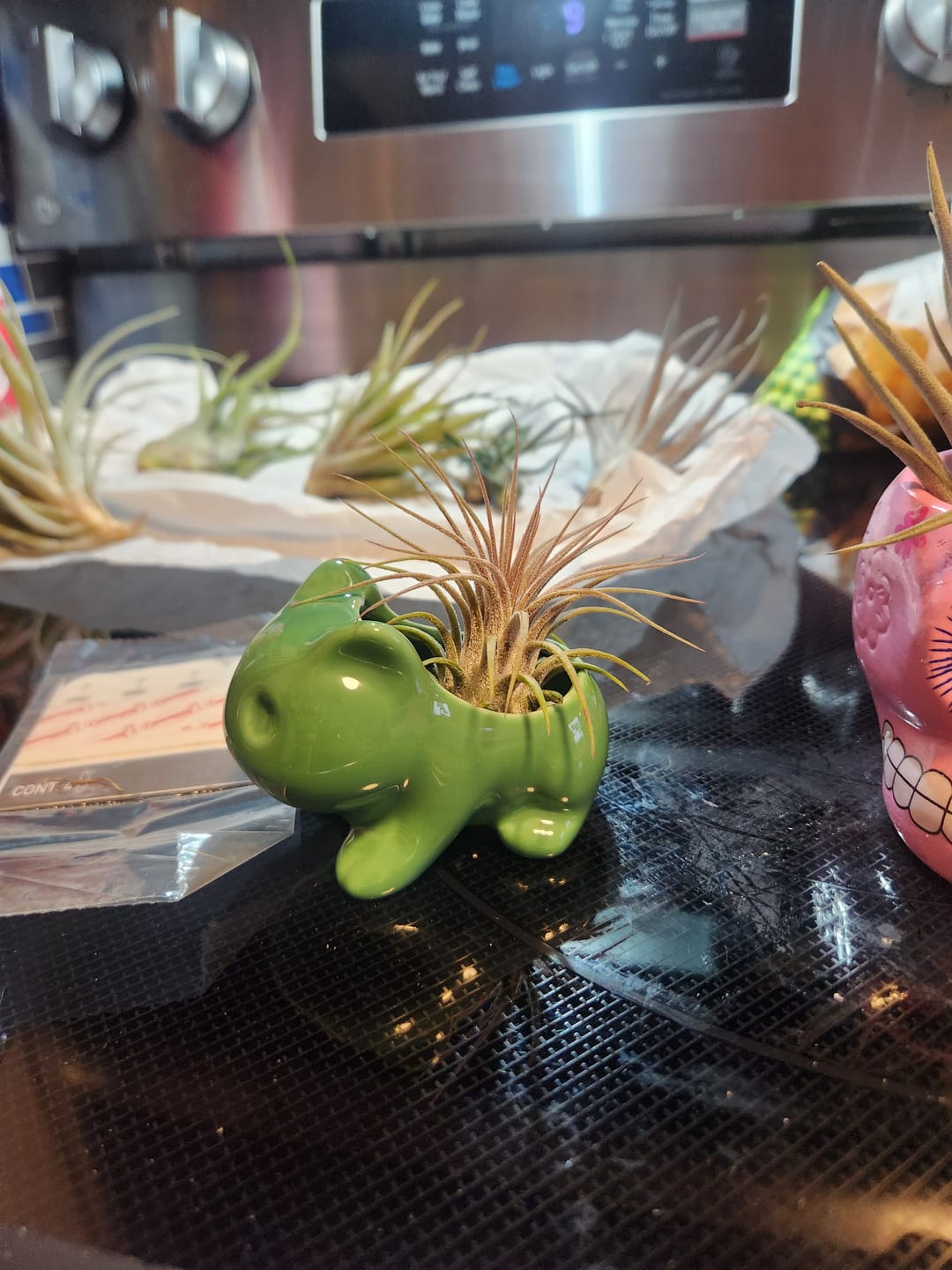 Customer photo review of Bulbasaur Planter  (Includes Drainage Hole For Non Air Plants)