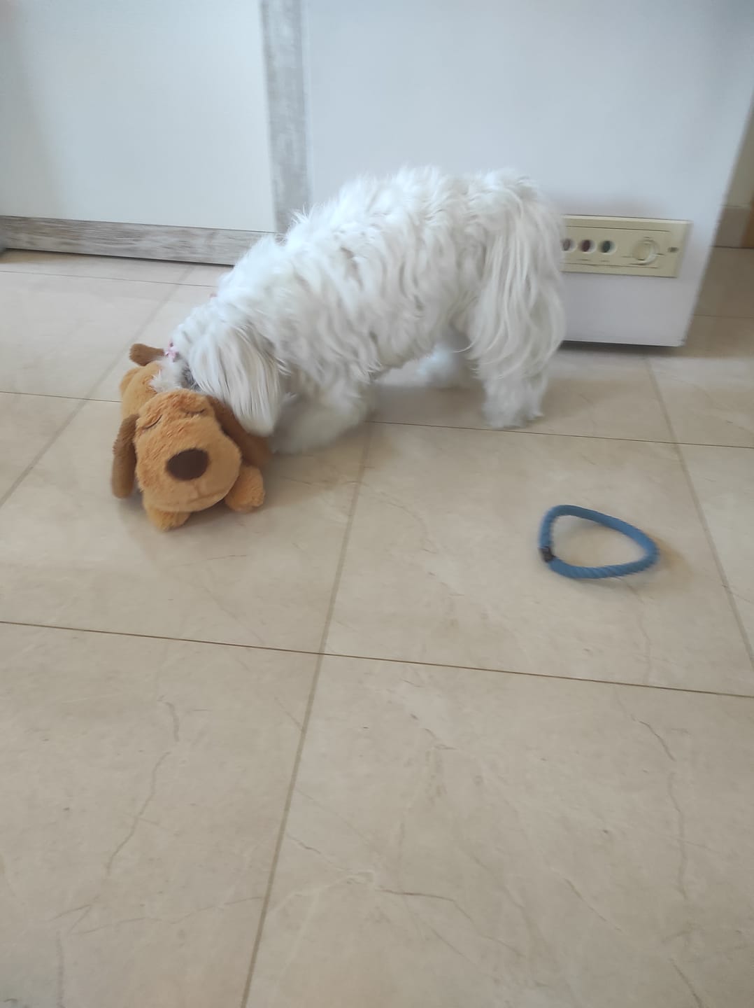 Customer photo review of Peluche Antiestrés para Mascotas