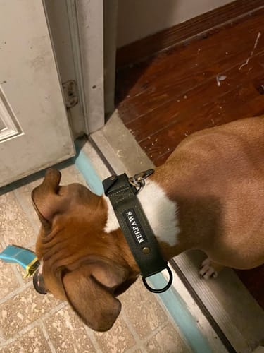 Customer photo review of Keepaws™ Tactical AirTag Collar