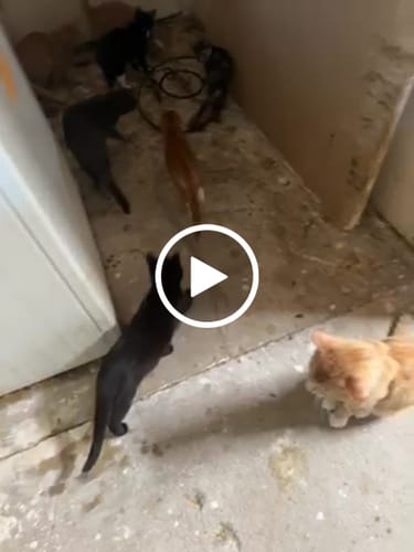 Allyson R. review of PRIORITY PROCESSING image 1 out of 1