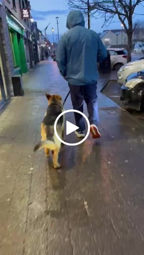 Customer video review of 1.4m Swivel Combat Lead | Anti-Tangle & Secure Clip - Black