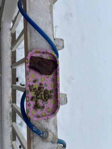 Customer photo review of FREE SAMPLE (with code) THCa Flower