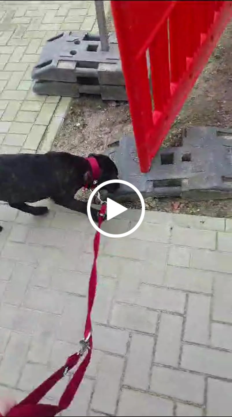 Customer video review of 4cm Combat® Collar | Rated Clip - NO HANDLE - Burgundy