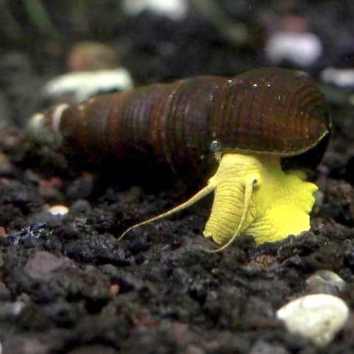 Customer photo review of Yellow Poso Rabbit Snail