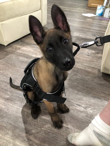 Customer photo review of NEW Upgraded Tactical No-Pull Team K9™ Dog Harness with 4 Quick-Release Metal Buckles, Reinforced Front & Back D-Rings, Hook & Loop Panels, Adjustable Straps, Reflective Strips, & Top Handle