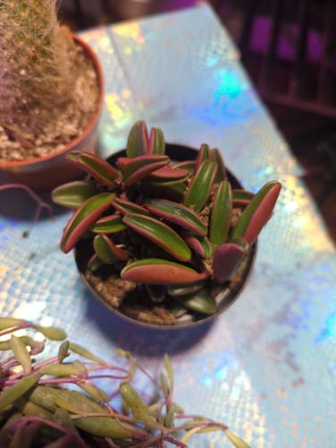 Customer photo review of Peperomia Graveolens | Ruby Glow