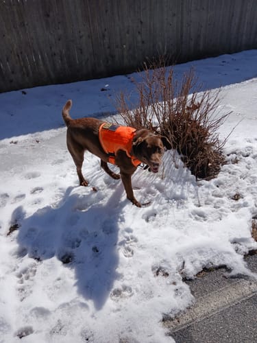 Customer photo review of NEW Upgraded Tactical No-Pull Team K9™ Dog Harness with 4 Quick-Release Metal Buckles, Reinforced Front & Back D-Rings, Hook & Loop Panels, Adjustable Straps, Reflective Strips, & Top Handle