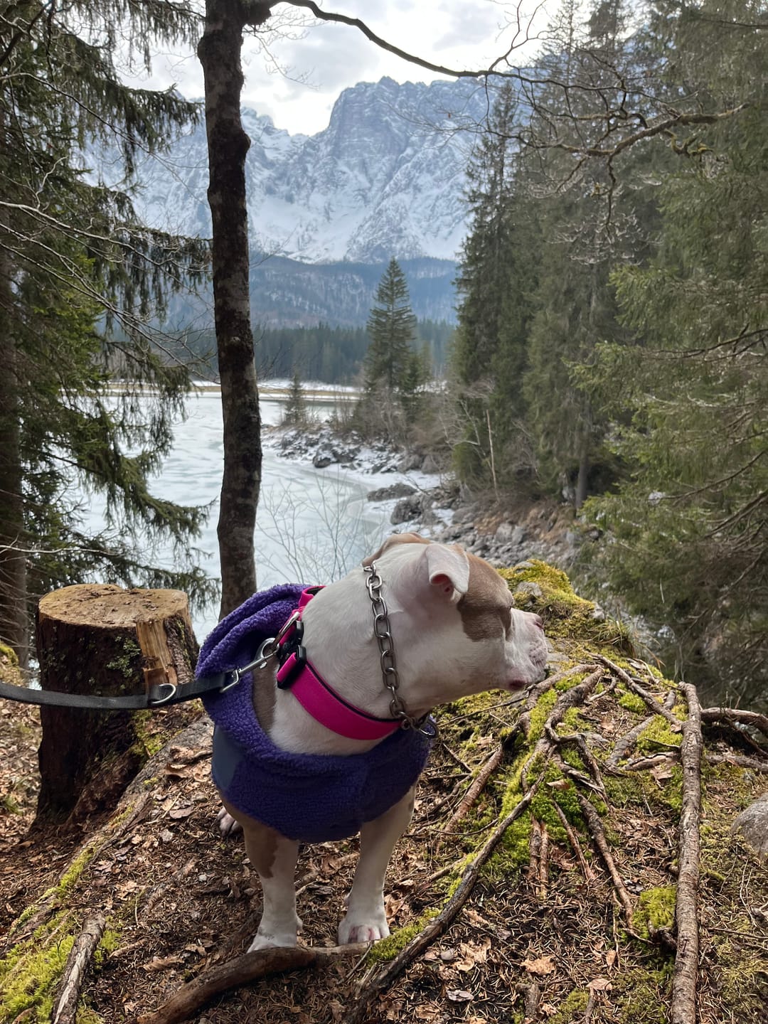 Customer photo review of 4cm Combat® Collar | With Handle & Rated Clip - Magenta