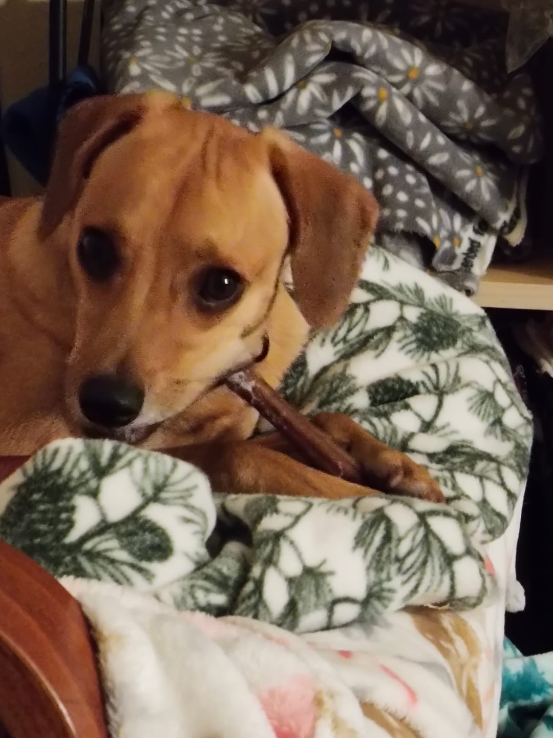 Customer photo review of 12 Inch Standard Bully Stick