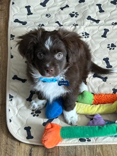 Customer photo review of Potty Buddy™ - The Durable Leak-Free Potty Pad