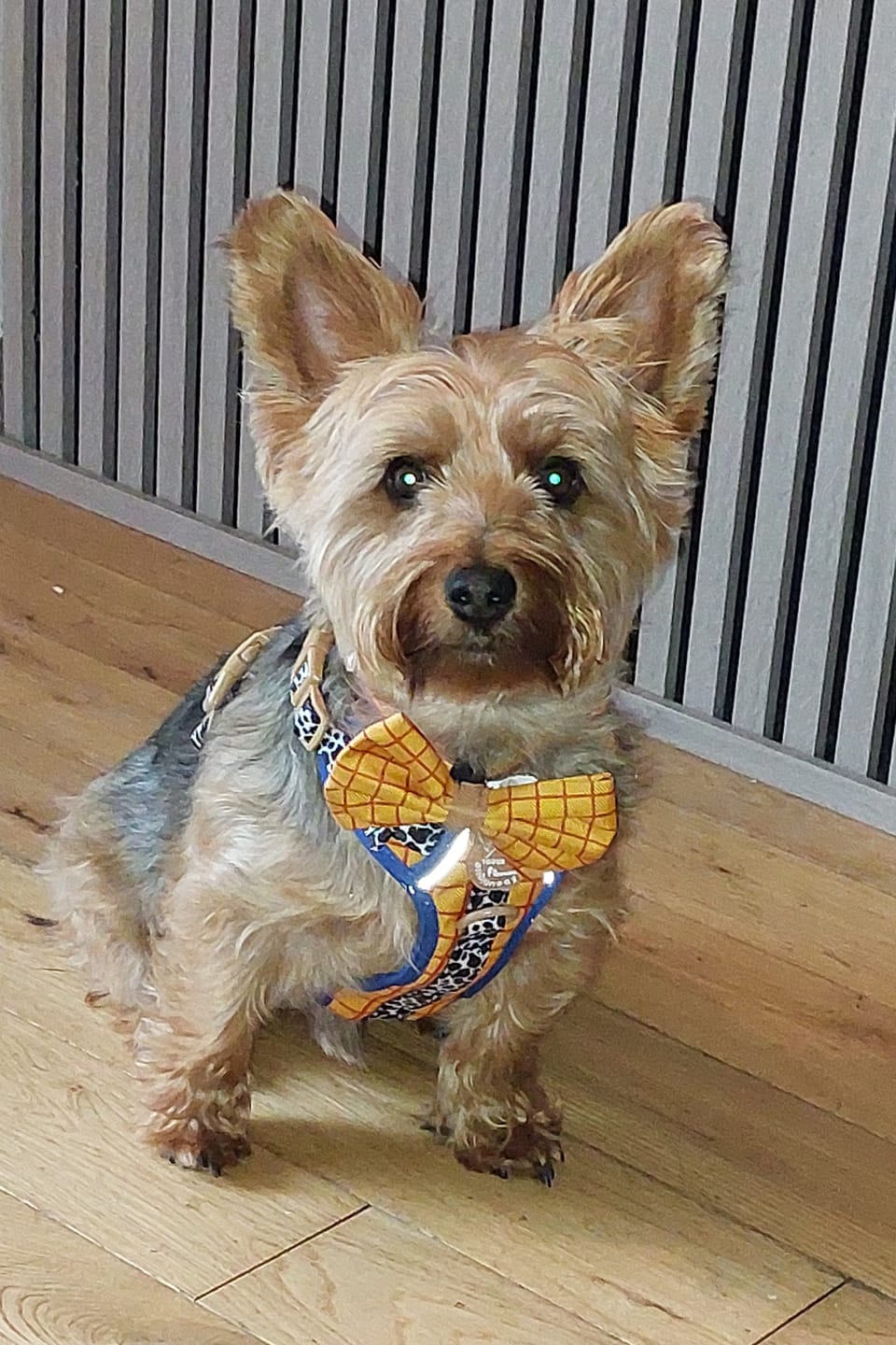 Customer photo review of Disney© Tough Trails™ Harness - Woody