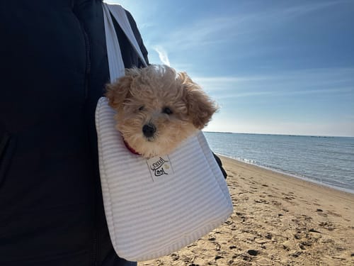 Customer photo review of Trasportino Cotone Urban Righe Verde Chiaro