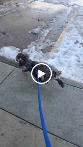 Customer video review of WagWellies® by wagwear