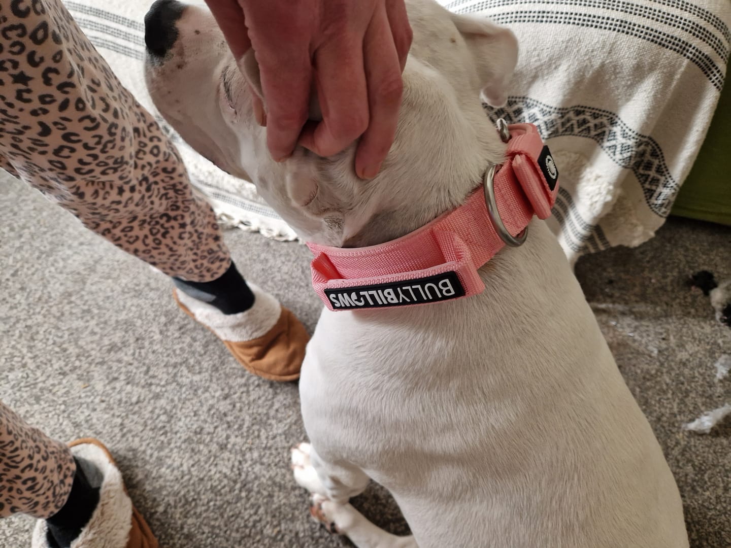 Customer photo review of 1.4m Swivel Combat Lead | Anti-Tangle & Secure Clip - Pink