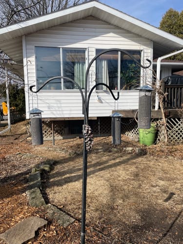 Customer photo review of Thistle Birdseed (Nyger)