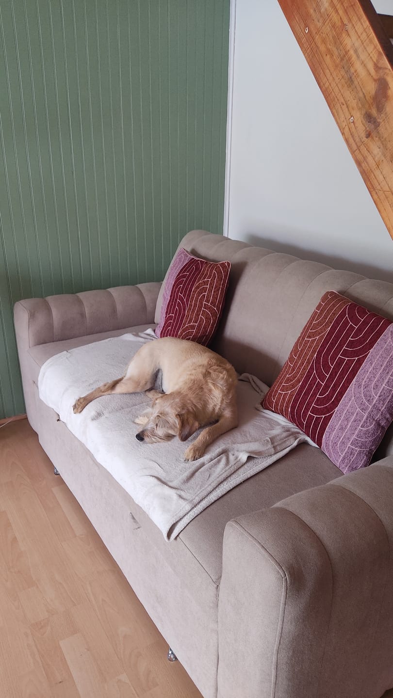 Customer photo review of Sofá cama Nantes