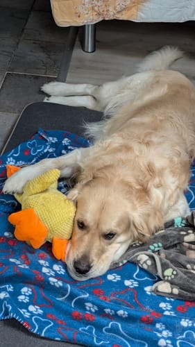 Customer photo review of Anti-Stress-Ente - Der Bestseller