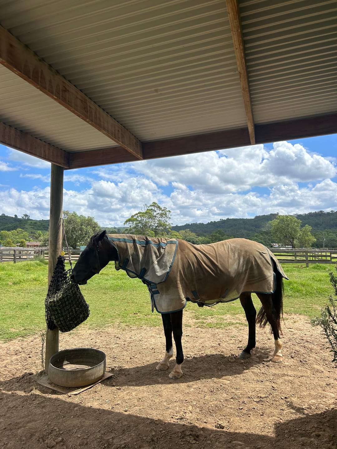 Customer photo review of Amigo Bug Rug Plus