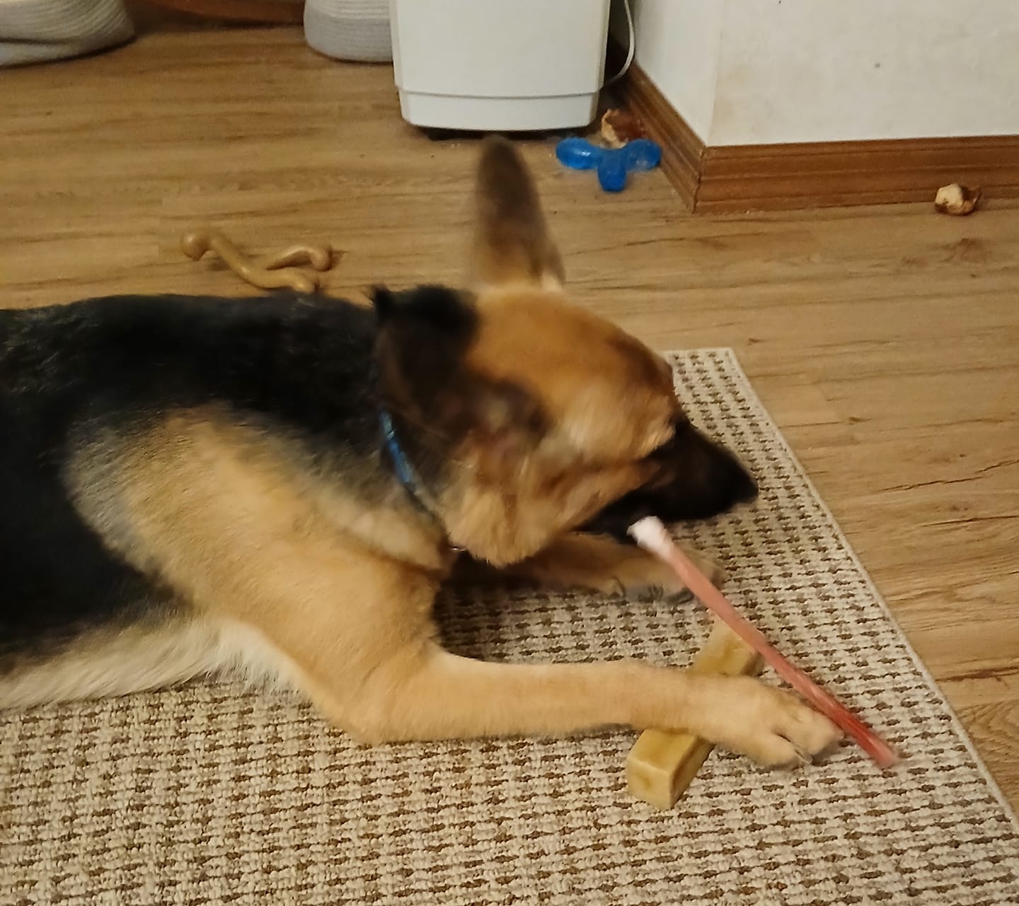 Customer photo review of Himalayan Yak Chew (MEGA)