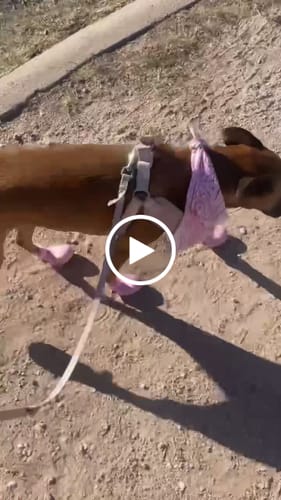 Customer video review of WagWellies® by wagwear