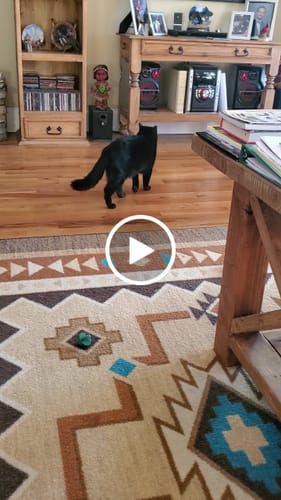 Charles O. review of SPEEDY TAIL 2.0 image 1 out of 1