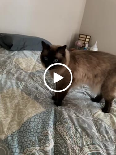 Customer video review of 3 Month Supply - 1 Cat