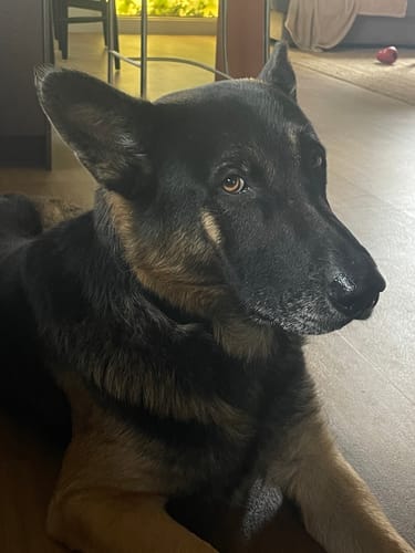 Customer photo review of Hand Made Leather Dog Collar- Classic  Black & Brass (Regular Fit)