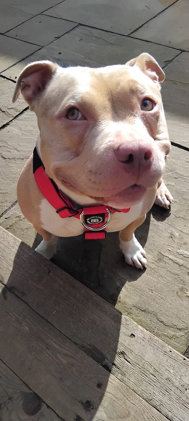 Customer photo review of Training Anti Pull TRI-Harness® | M-XL Breeds - Red