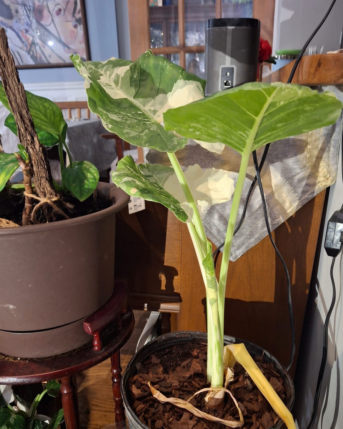 Customer photo review of Alocasia Macrorrhiza Variegata, Collectors Rare And Exotic.