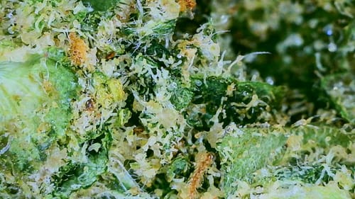 Customer photo review of Gold Spectrum THCA Flower (Exotic) - XJ-13