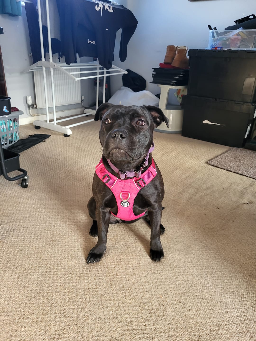 Customer photo review of Air Harness | Anti-Pull & With Handle - Carminerose