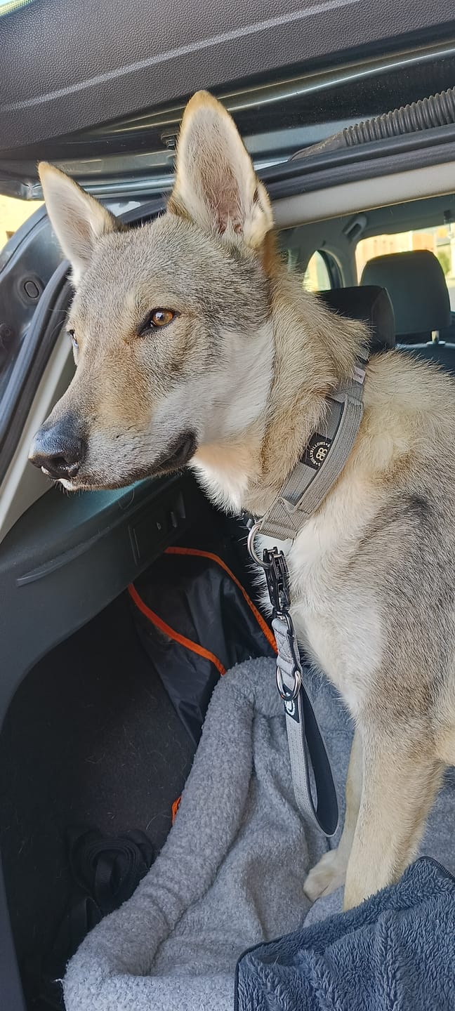 Customer photo review of 1.4m Swivel Combat Lead | Anti-Tangle & Secure Clip - Metal Grey