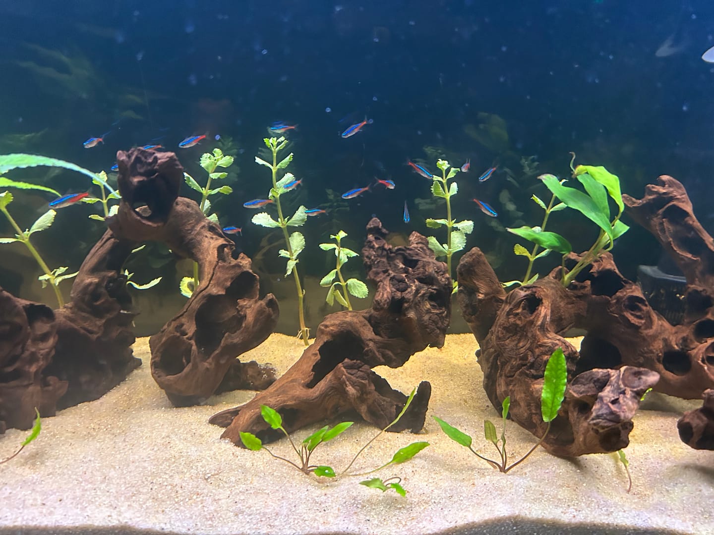Customer photo review of Water Wisteria (Hygrophila difformis)