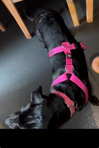 Customer photo review of Mini Training Anti Pull TRI-Harness® | Small Breeds - Magenta