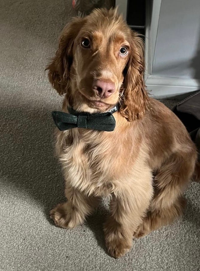 Customer photo review of Adjustable Collar - Forest Tweed