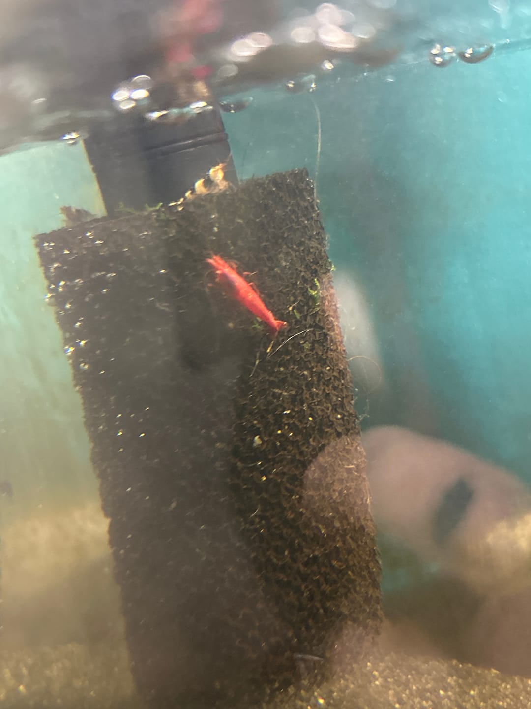 Customer photo review of Crystal Black Shrimp