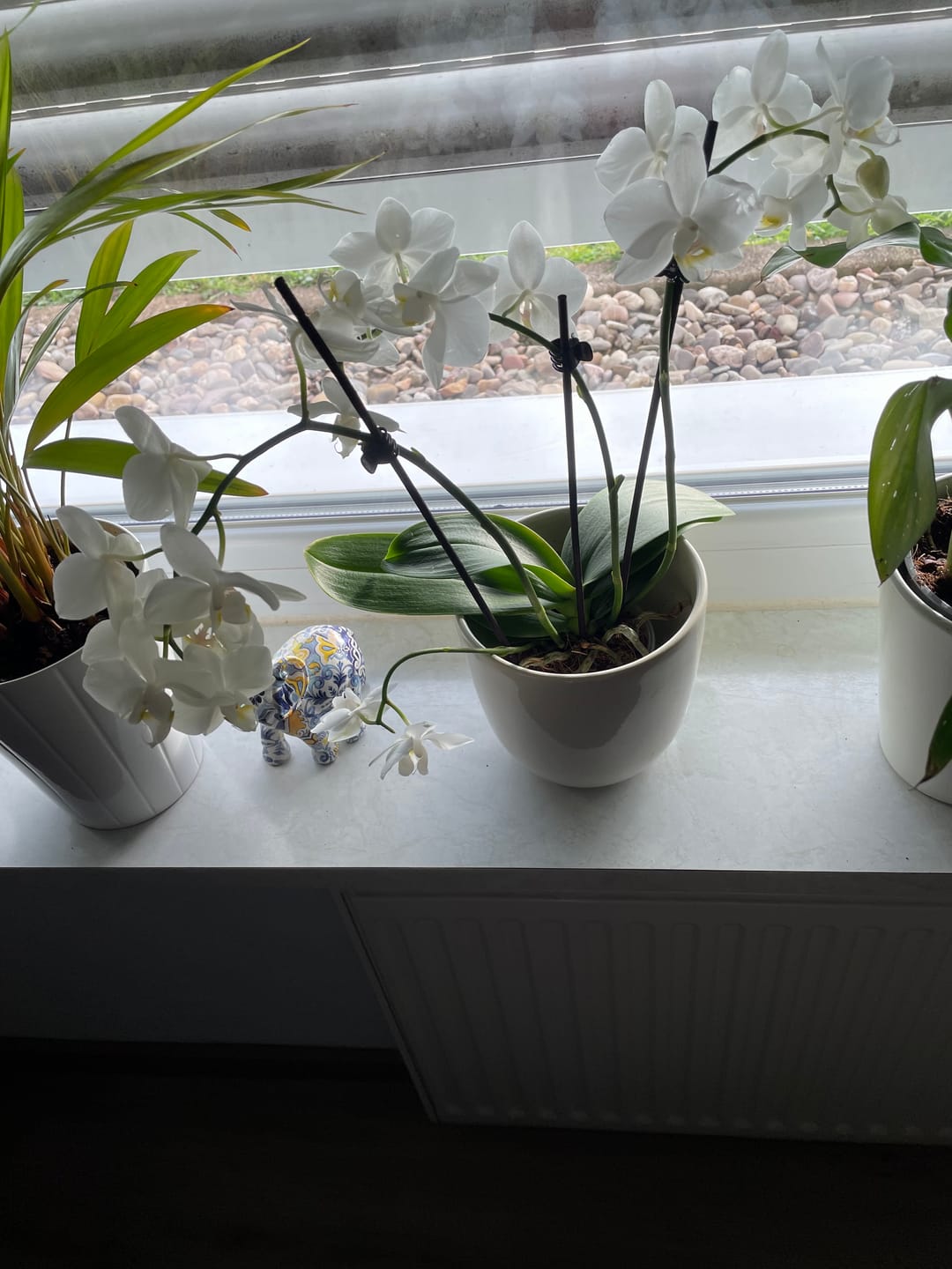 Customer photo review of Table Dance Weiß mit weißen Blüten und 3 Rispen