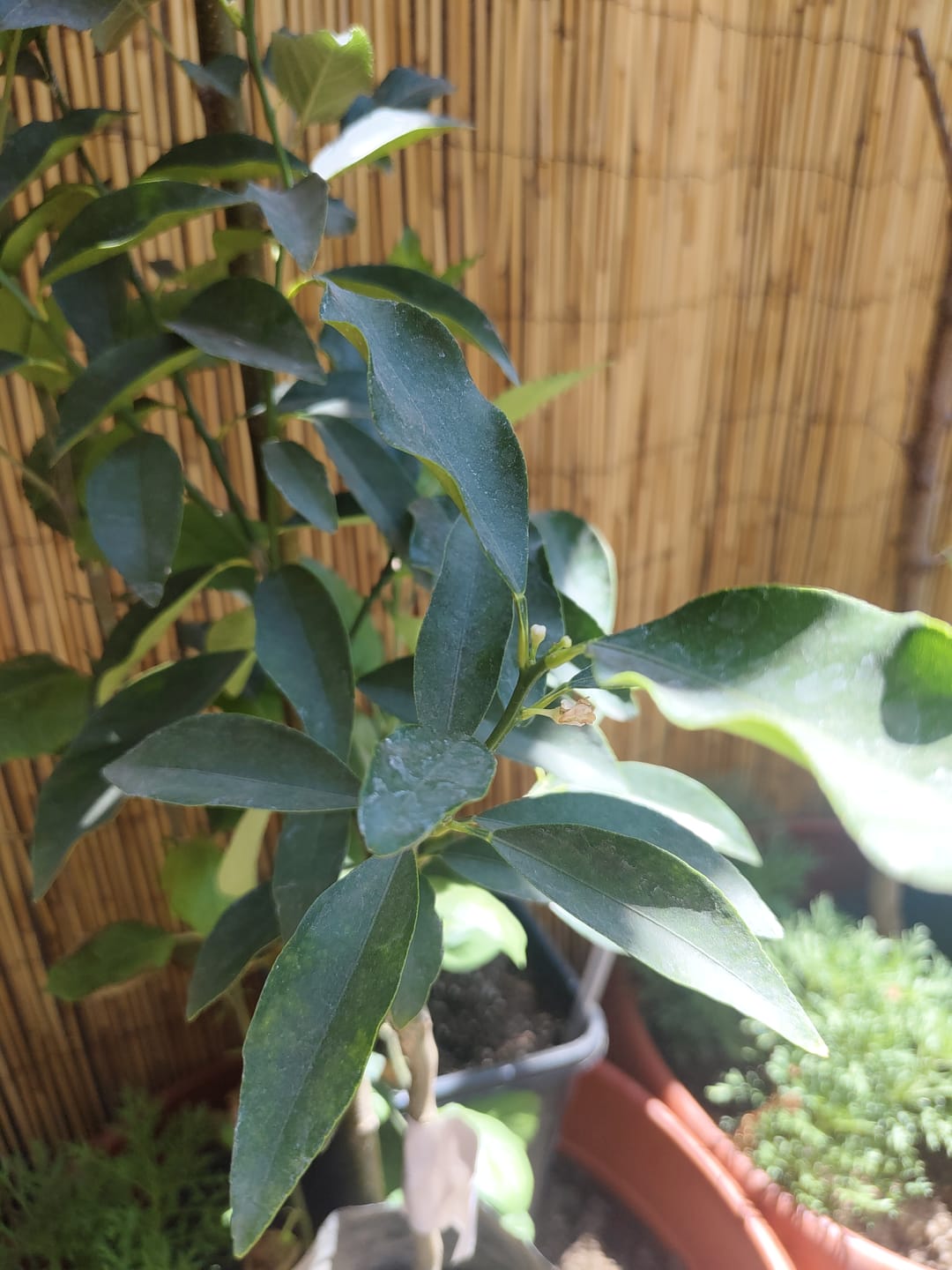 Customer photo review of Kumquat