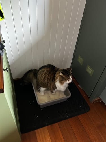 Customer photo review of 1 Month Supply – 1 Cat