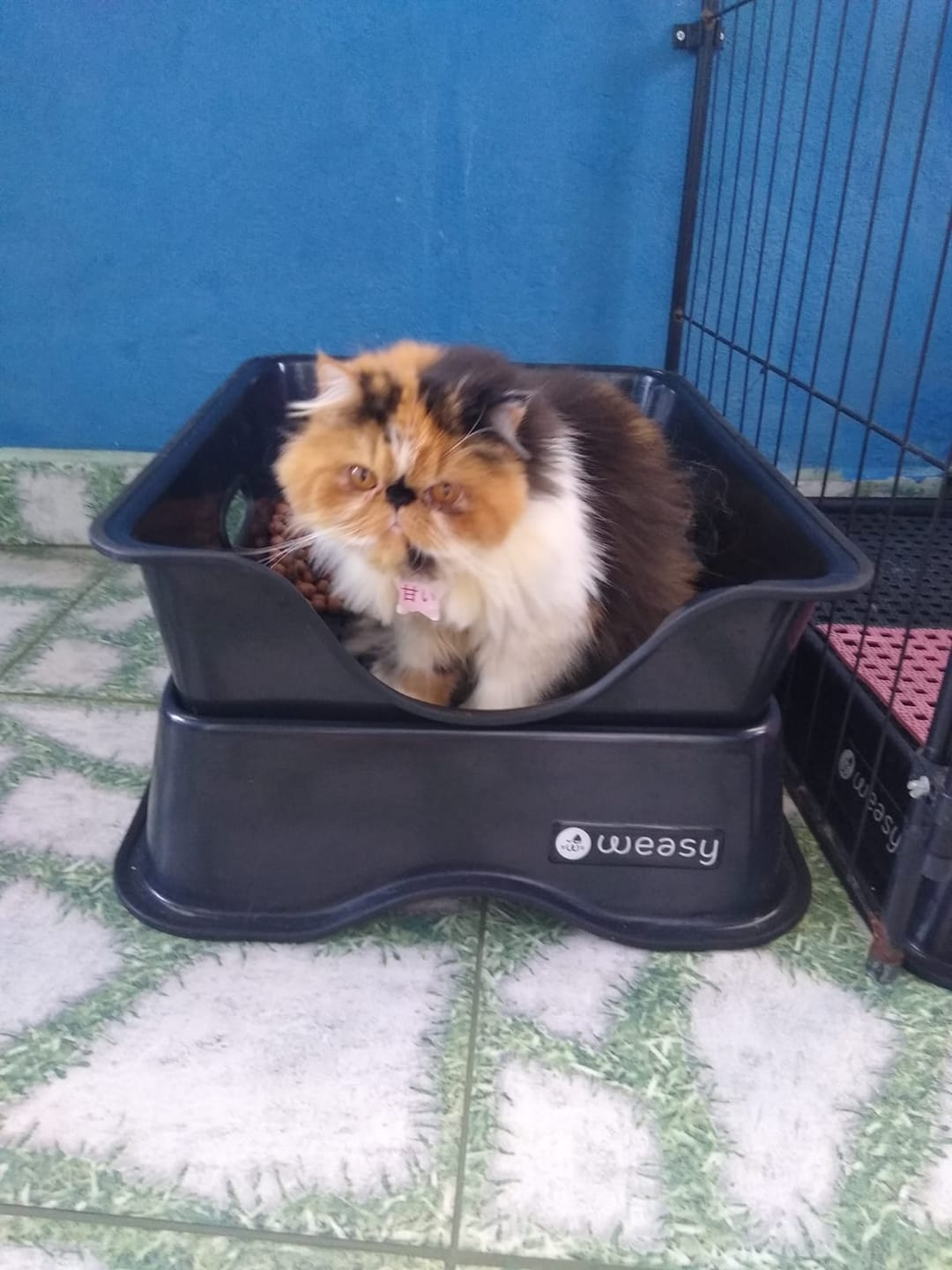 Customer photo review of Weasy Gato