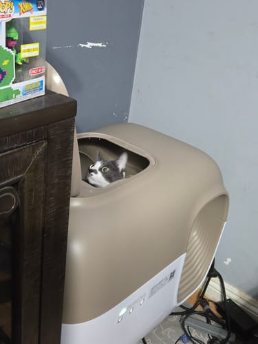 Customer photo review of Clumping Litter-Ready Smart Set (Litter Not Included)