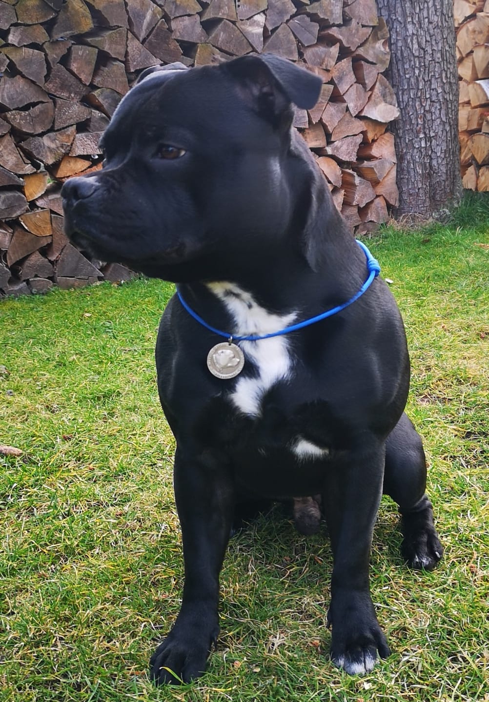 Customer photo review of Staffordshire Bull Terrier 1935® Nametag with Paracord String - Antique